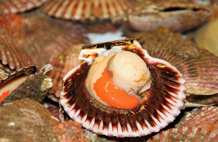scallop-1085084_1920