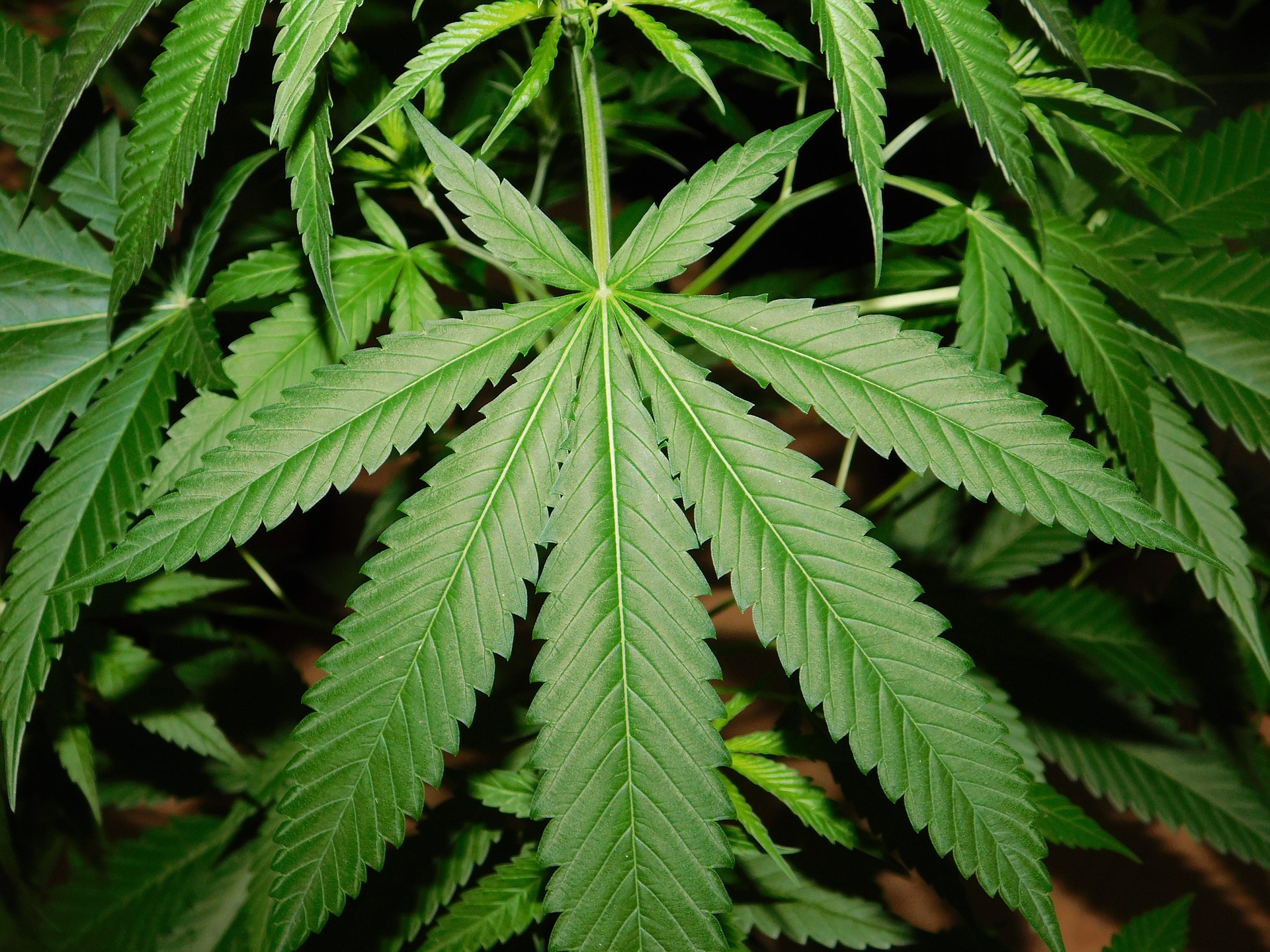 leaf-3478295_1920
