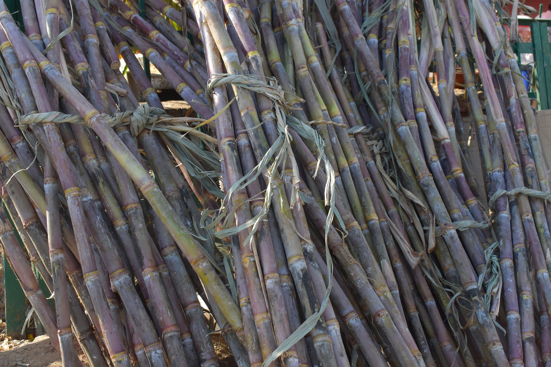 sugarcane-2857972_1920