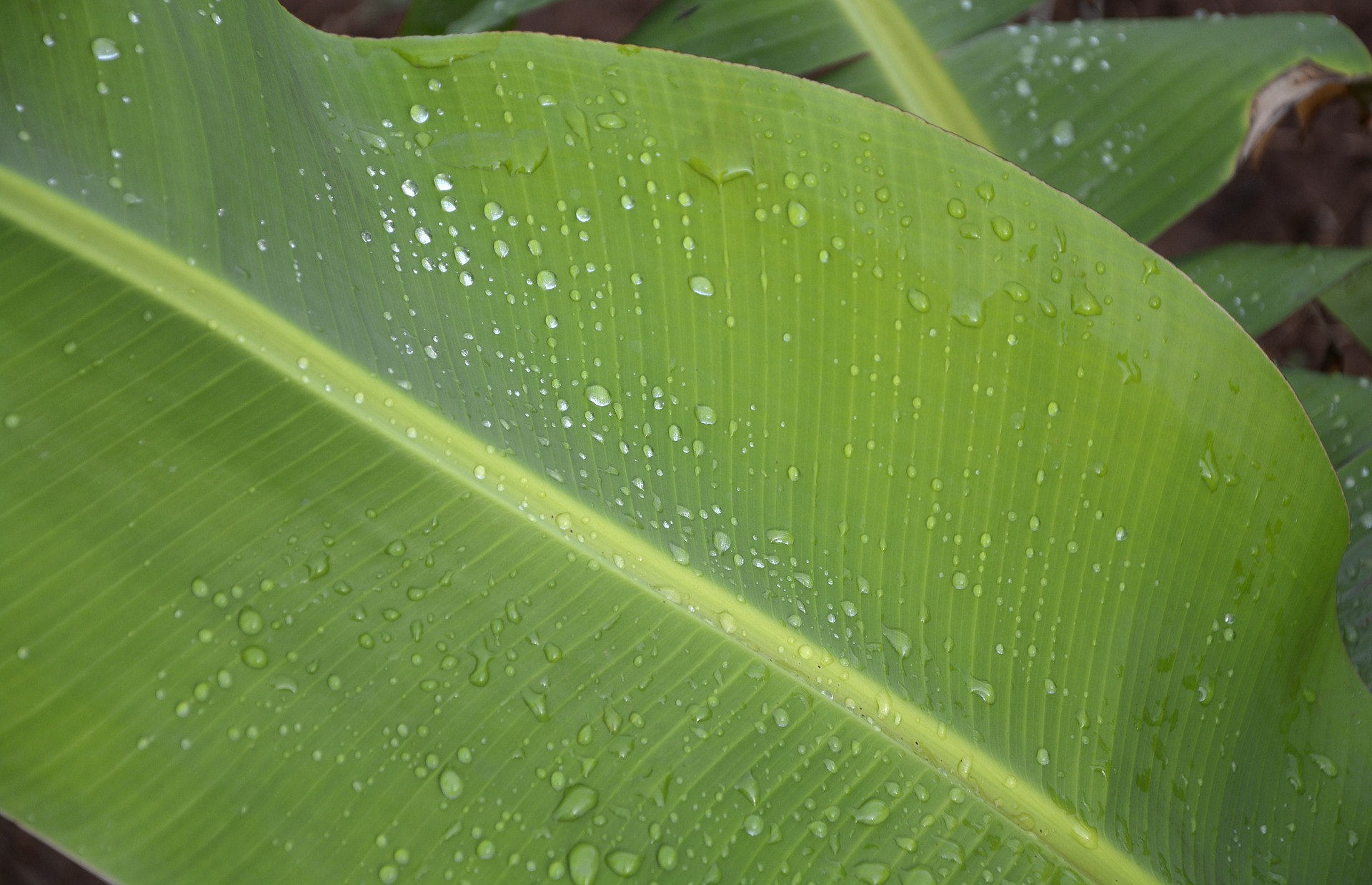 banana-leaf-544208_1920