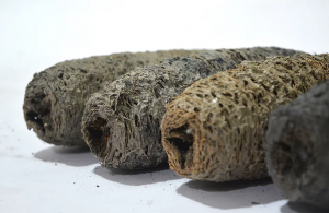 bio-bricks1