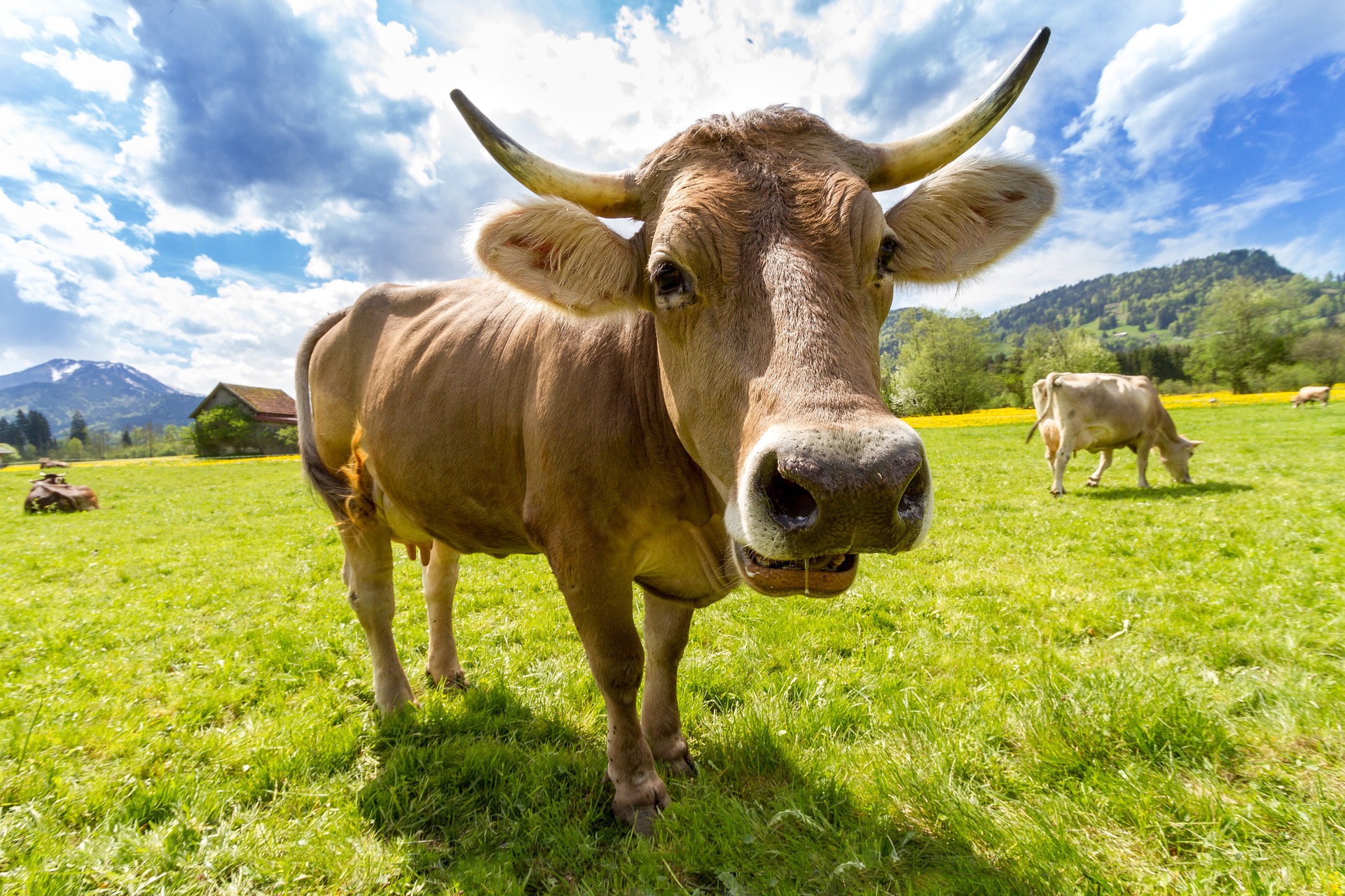 cow-759018_1920