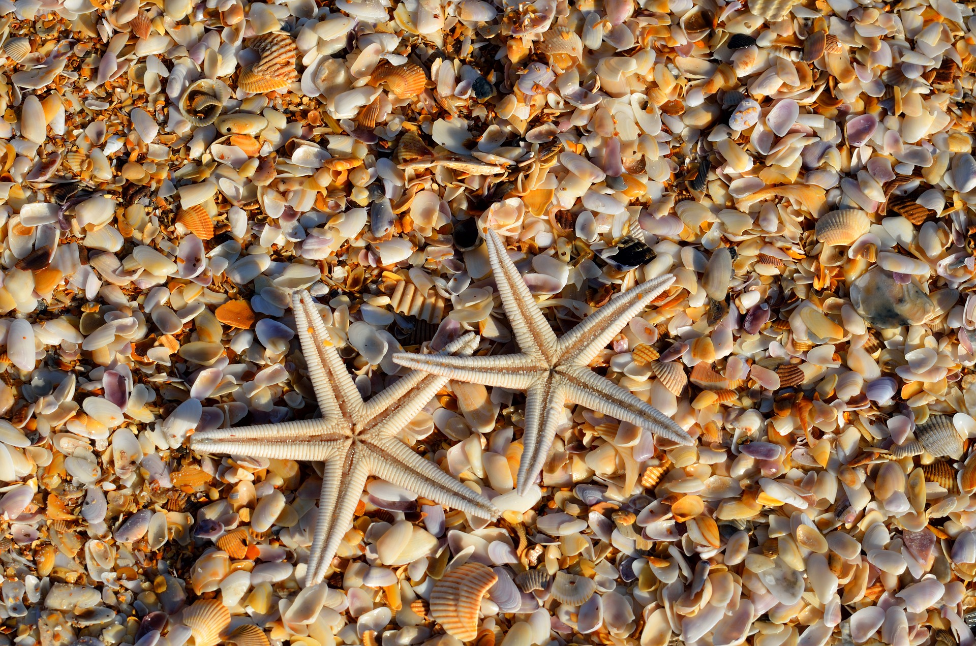 starfish-1572797_1920