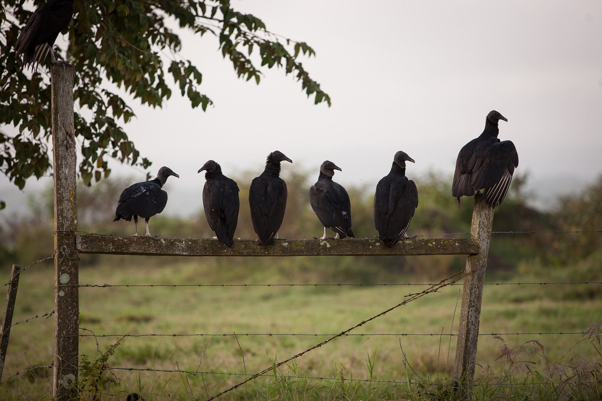 birds-1937386_1920
