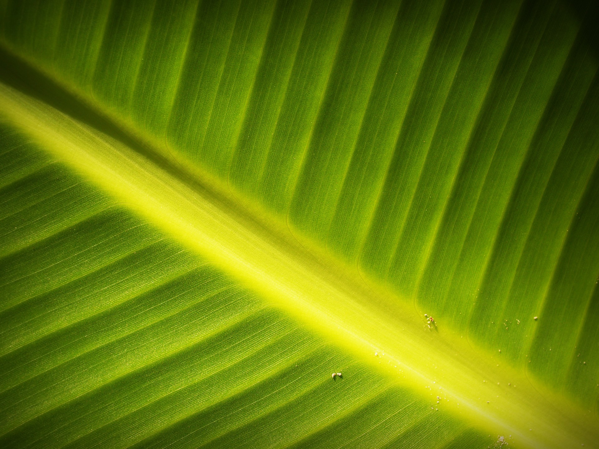 leaf-1551206_1920
