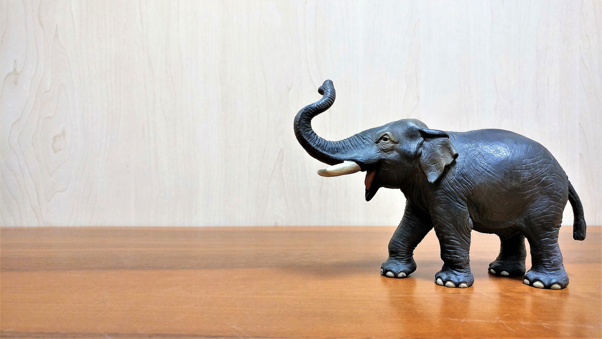 elephant-3340037_1920