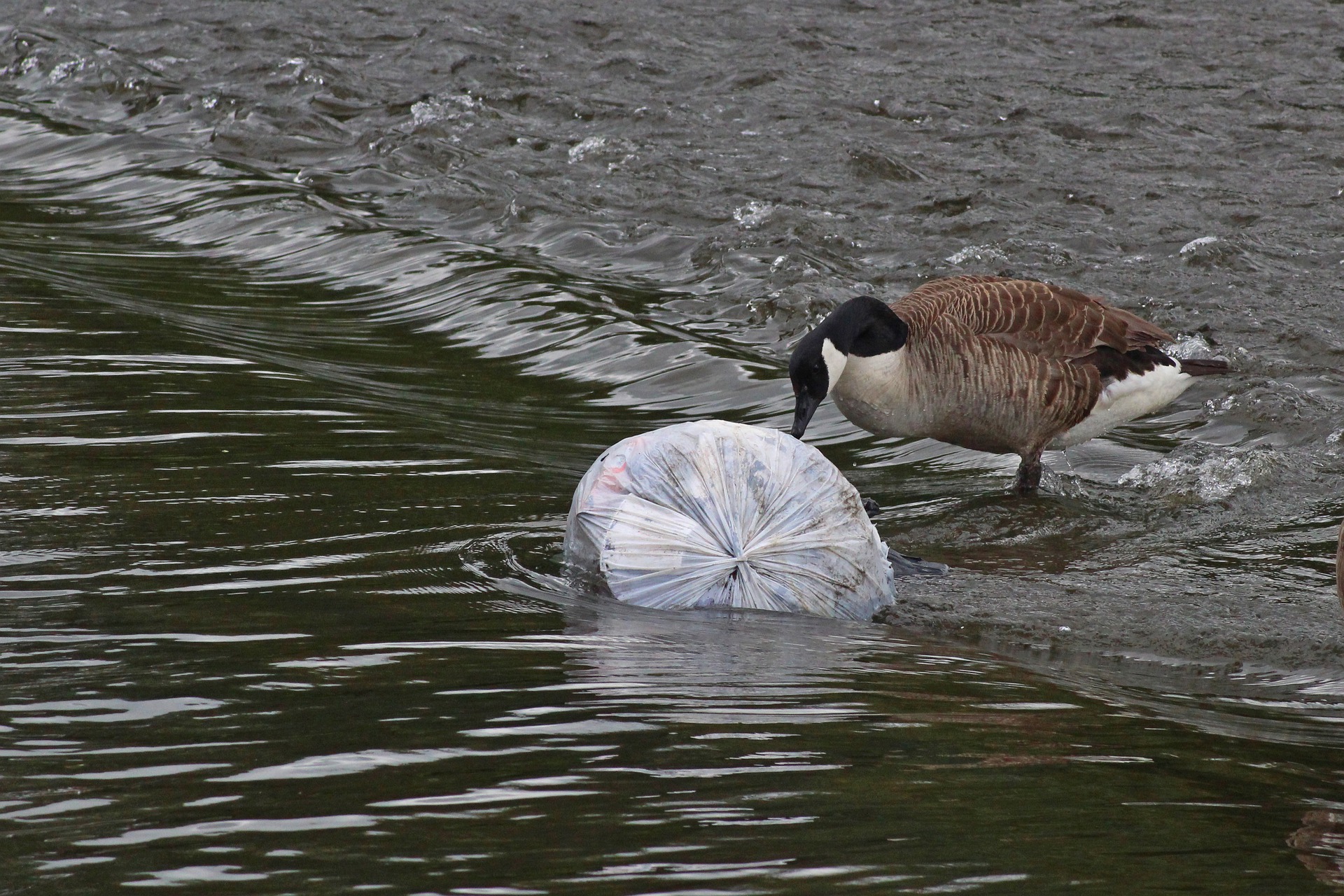goose-4308750_1920
