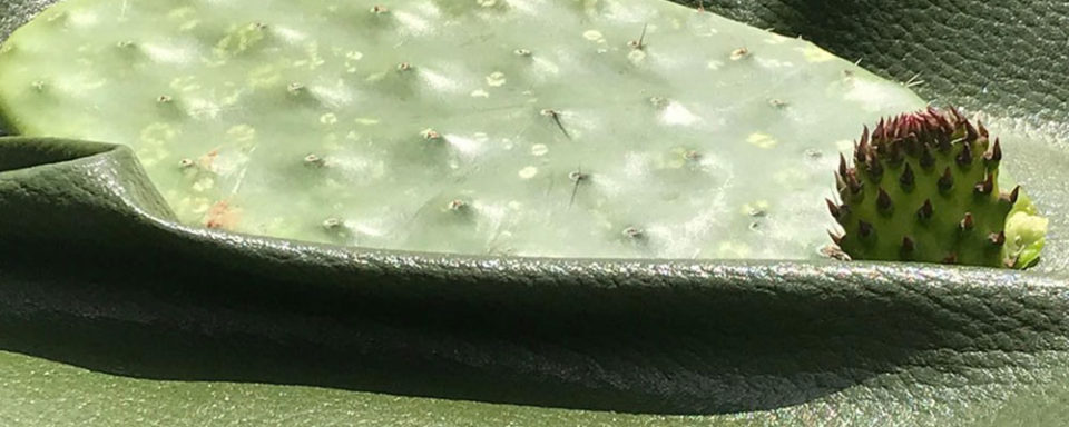 vegan-leather-cacti-slider-960x384