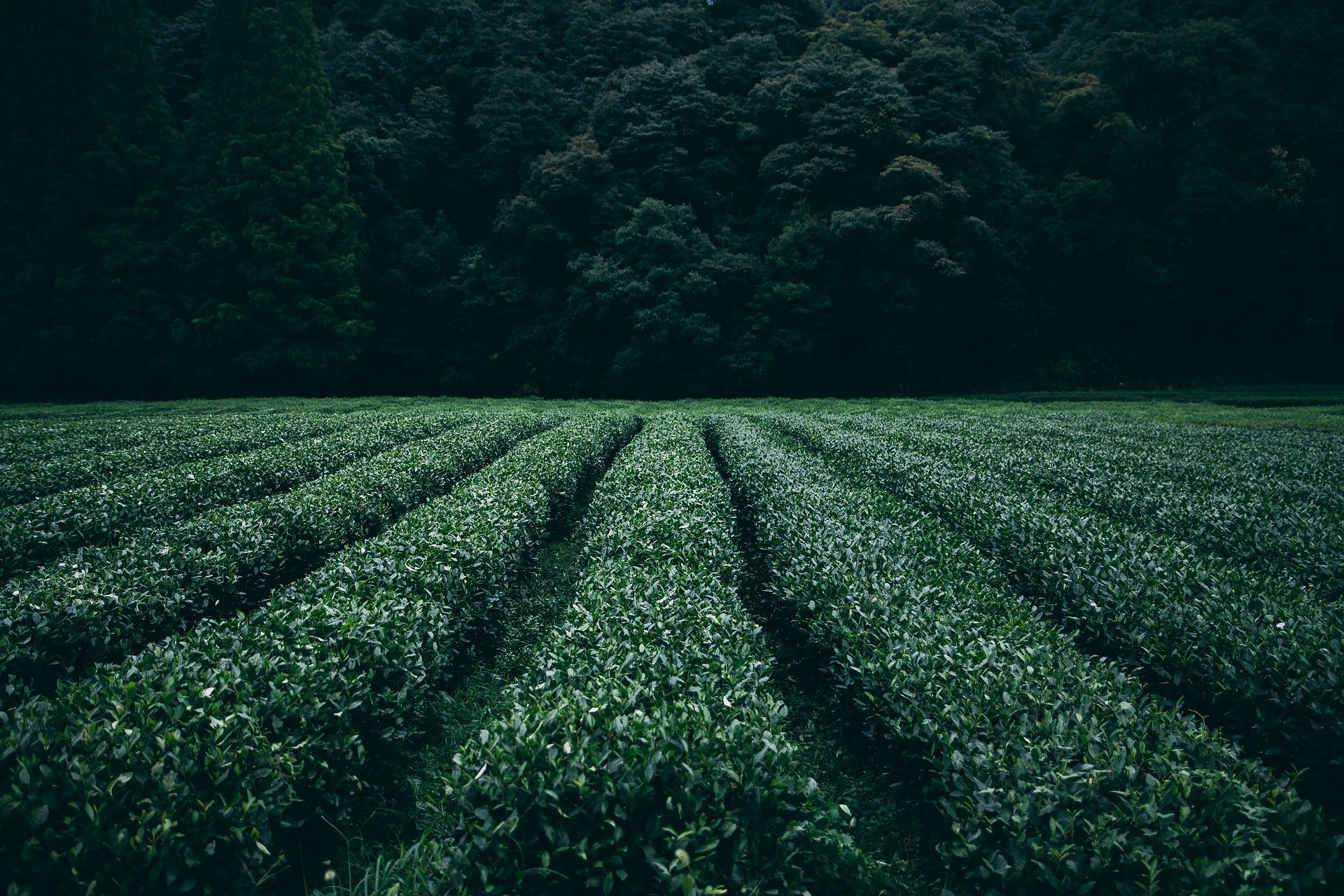 plantation-945400_1920
