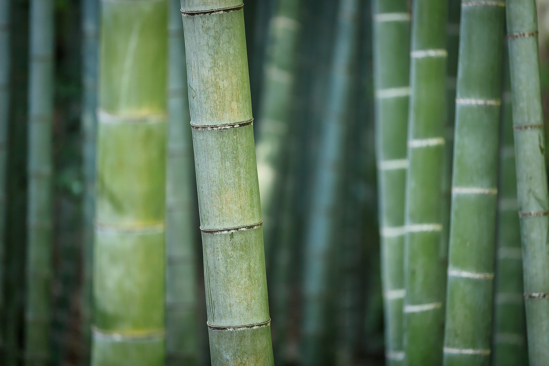 bamboo-3028709_1920