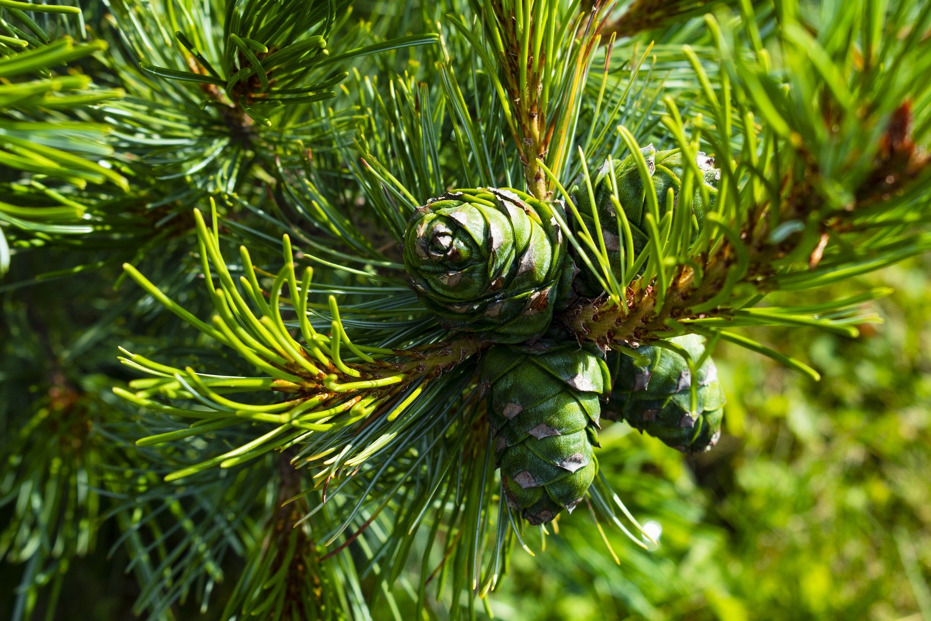 pine-cone-4454765_1920