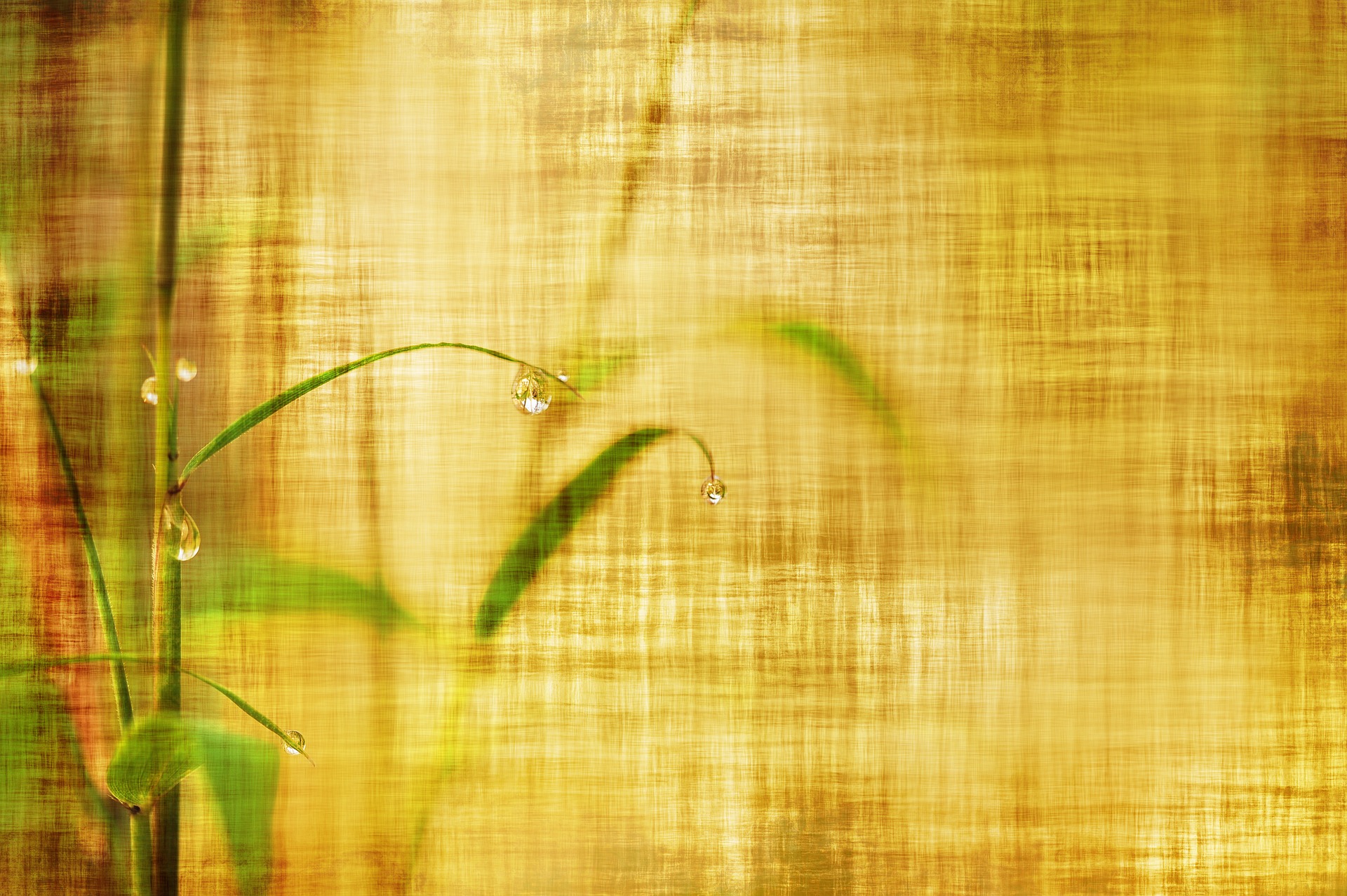bamboo-2118463_1920