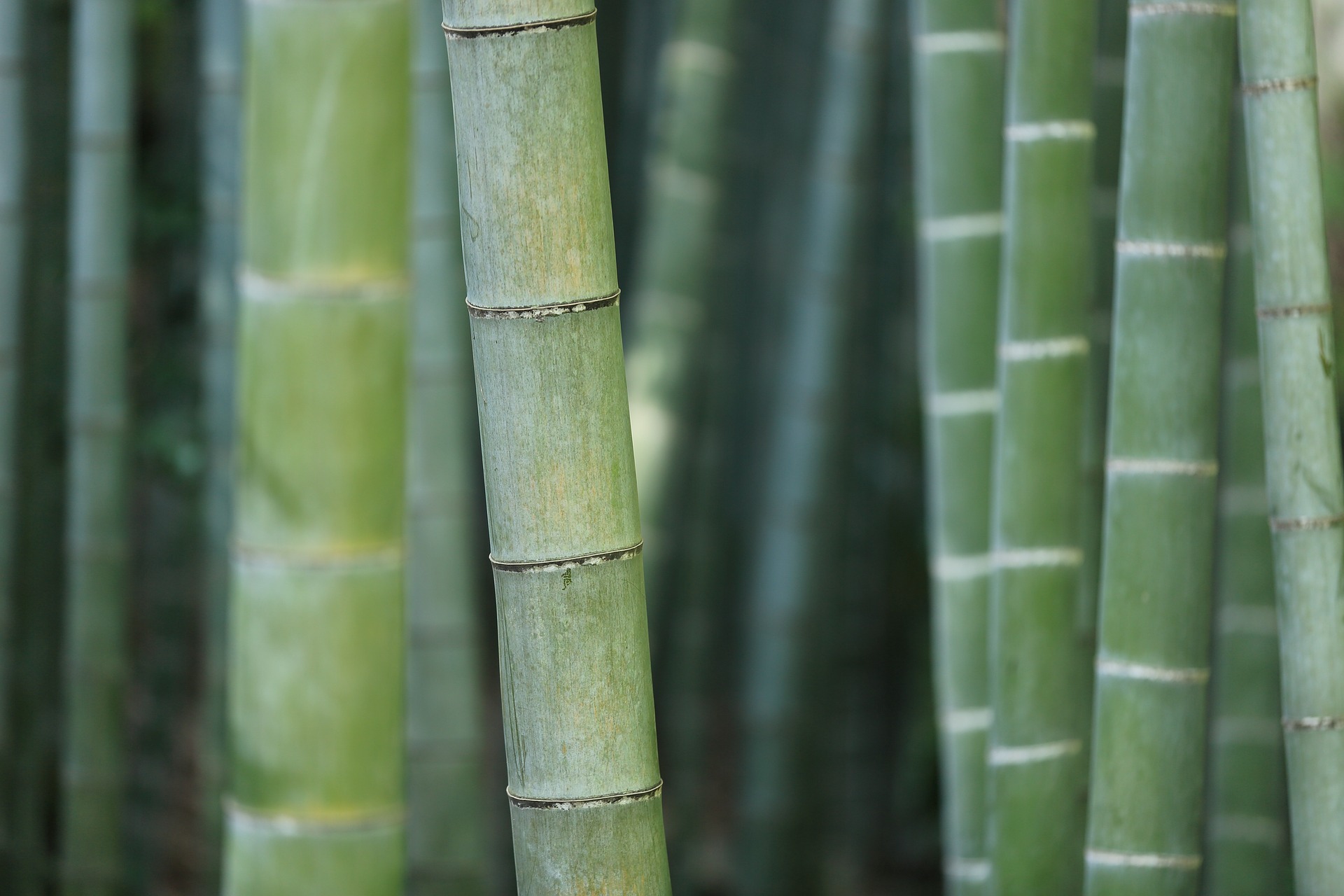 bamboo-919052_1920