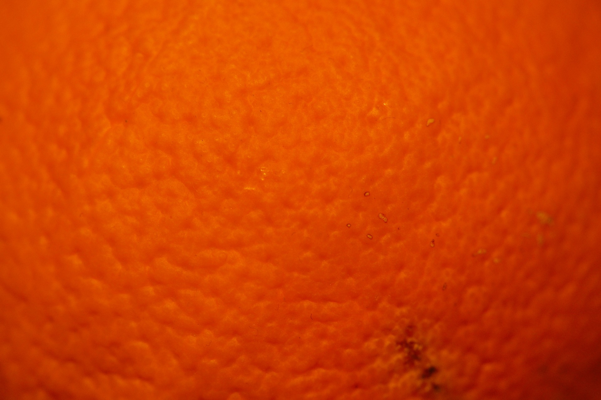 orange-233761_1920