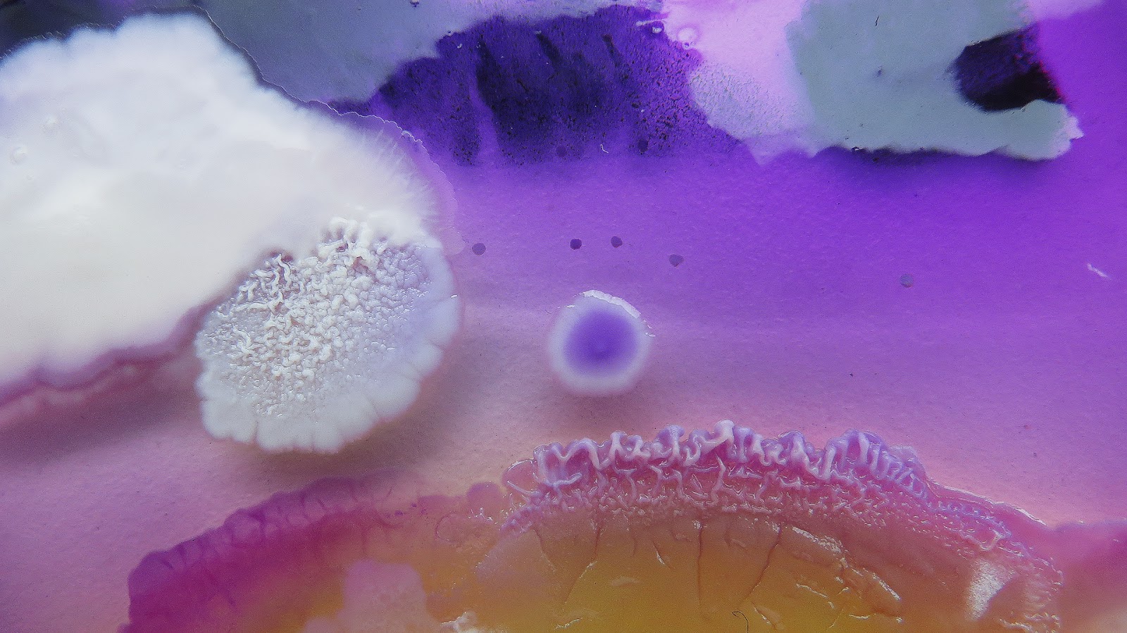 daria-fedorova-fungi-1