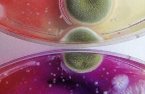 dasha-plesen-mold-fungi-studies-3 Kopie
