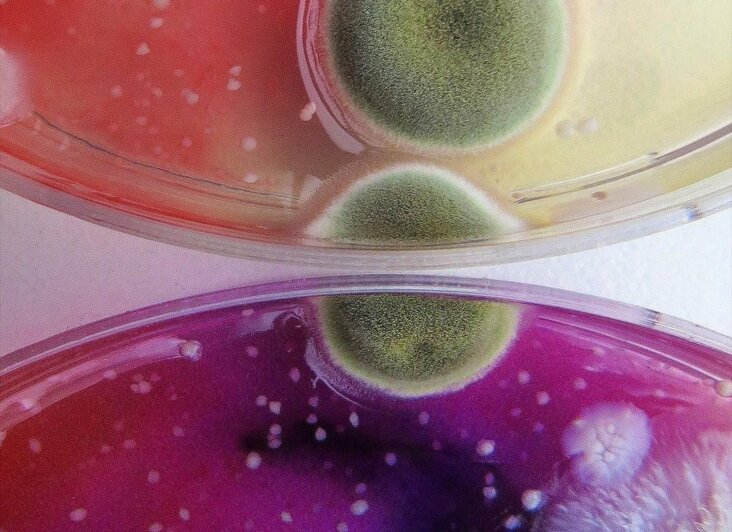 dasha-plesen-mold-fungi-studies-3 Kopie