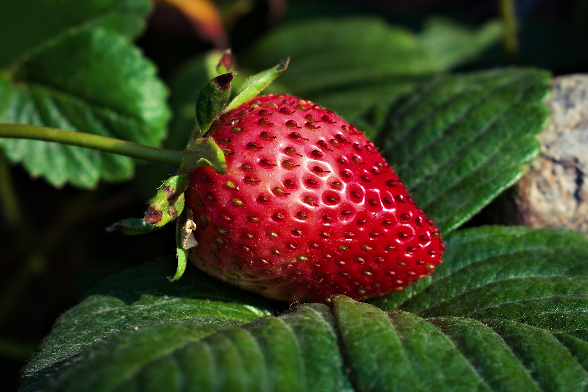 strawberry-6648685_1920