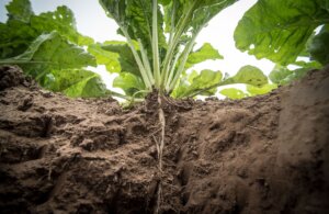 agriculture-2499860_1920