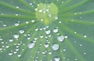 lotus-effect-473393_1920