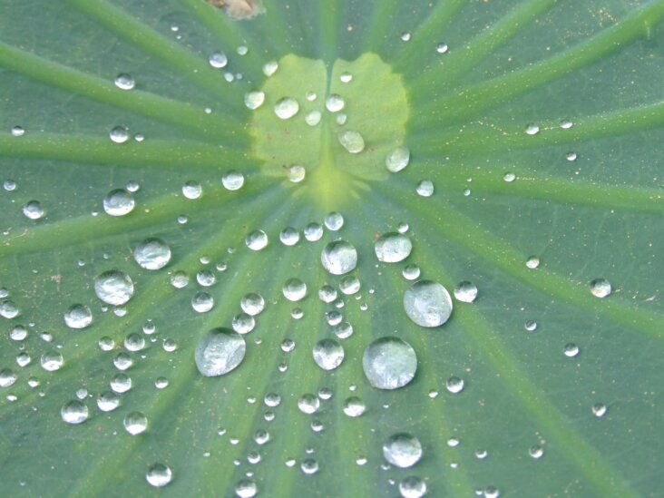 lotus-effect-473393_1920
