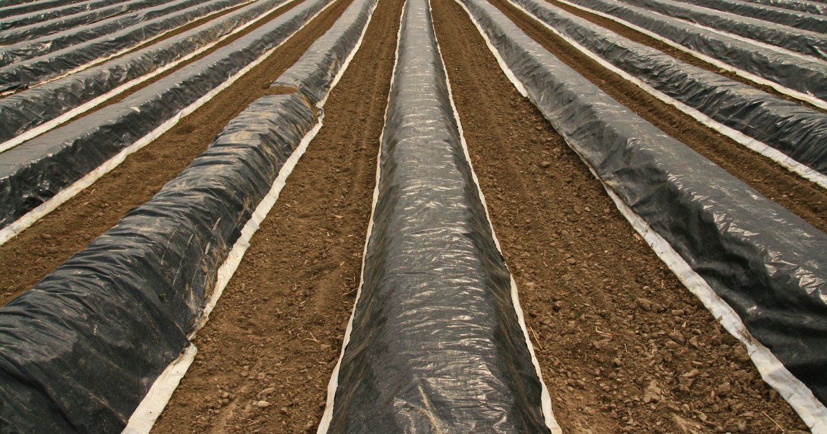 BIO360 Compostable Mulch Film.