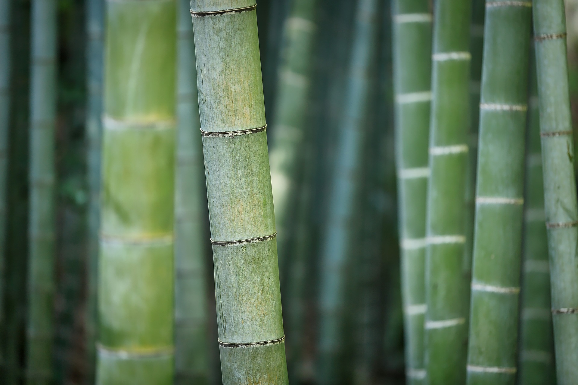 bamboo-3028709_1920