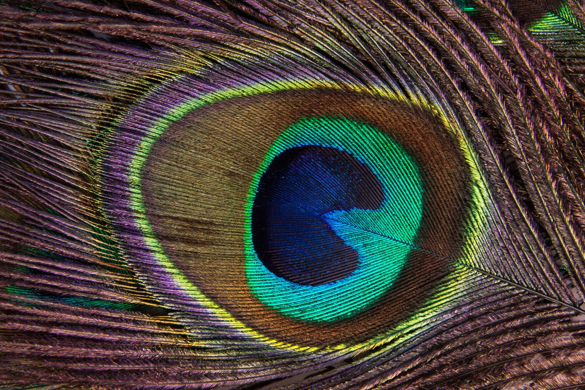 peacock-feather-186339_1920